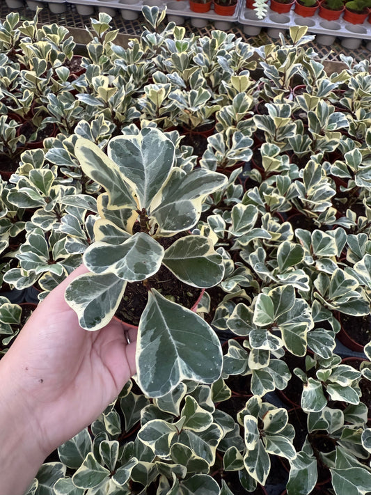 Ficus Triangularis