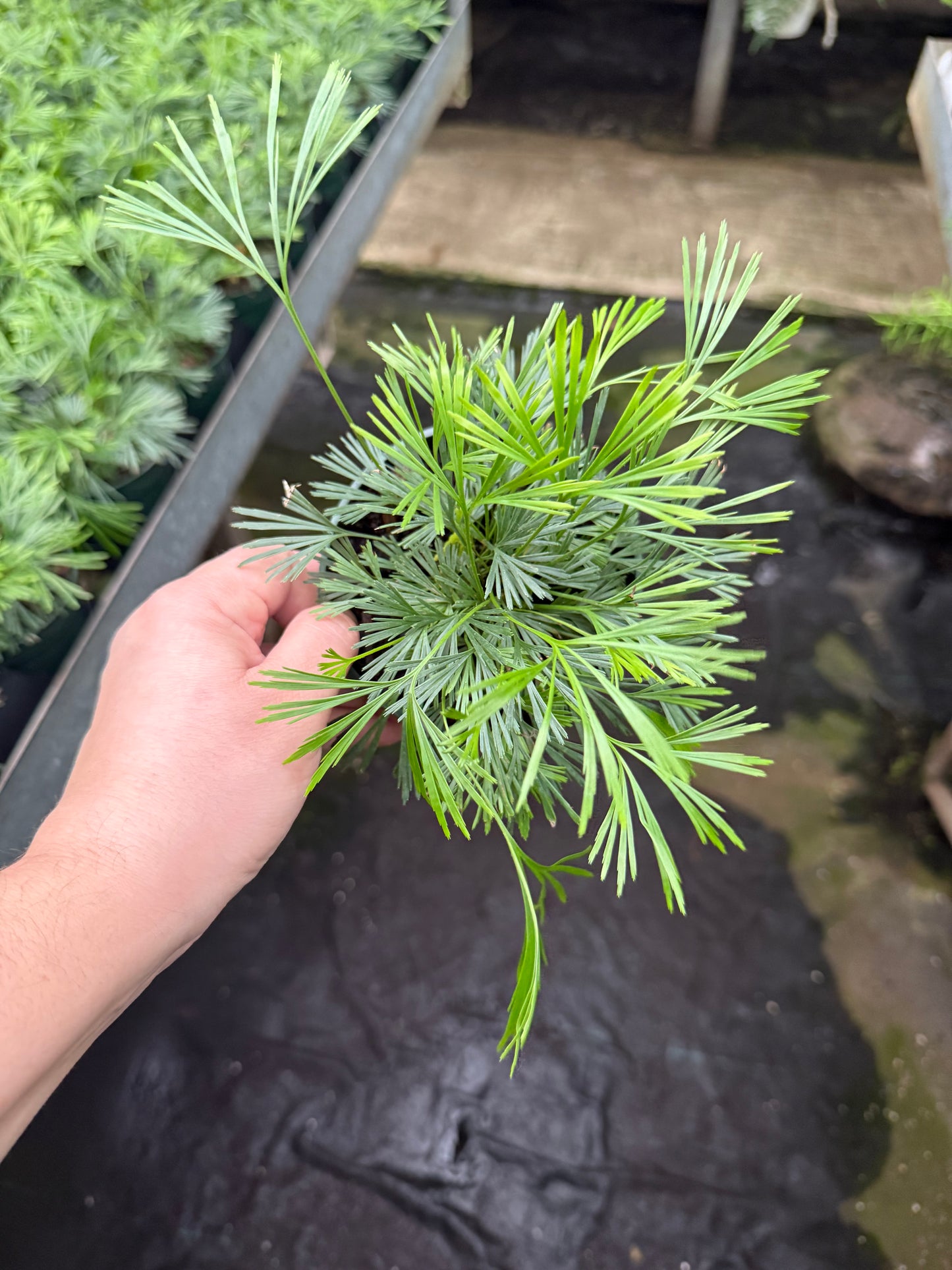 Eyelash Fern