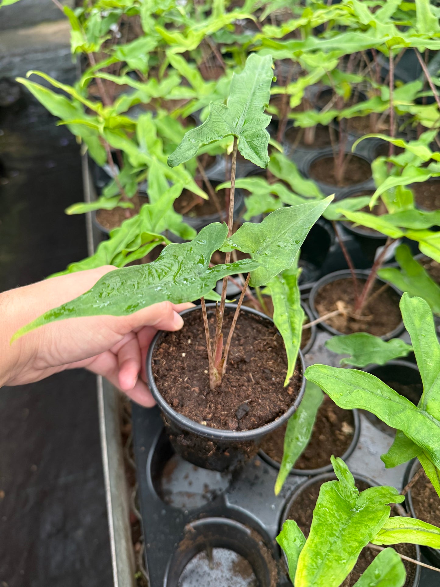Alocasia ‘Sabrina’