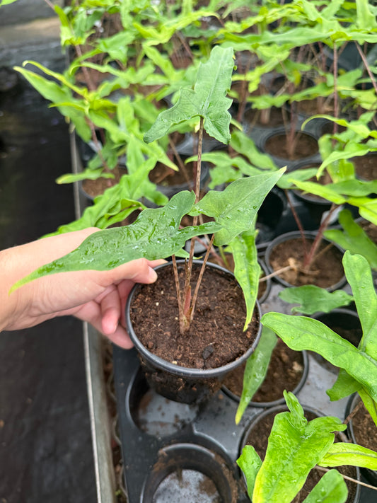 Alocasia ‘Sabrina’
