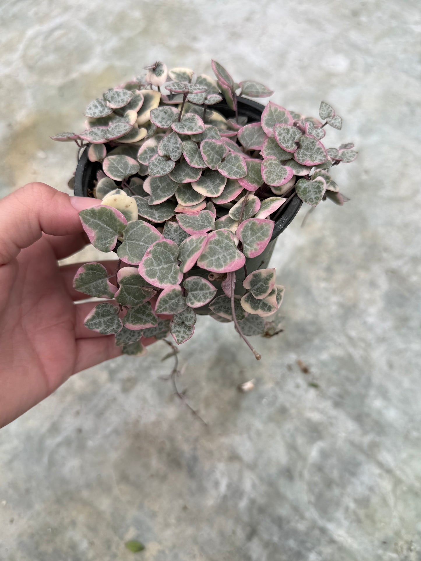 Ceropegia woodii ‘Variegata’