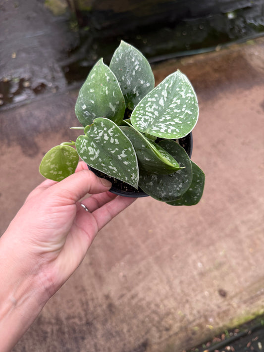 Scindapsus pictus ‘Silvery Ann’