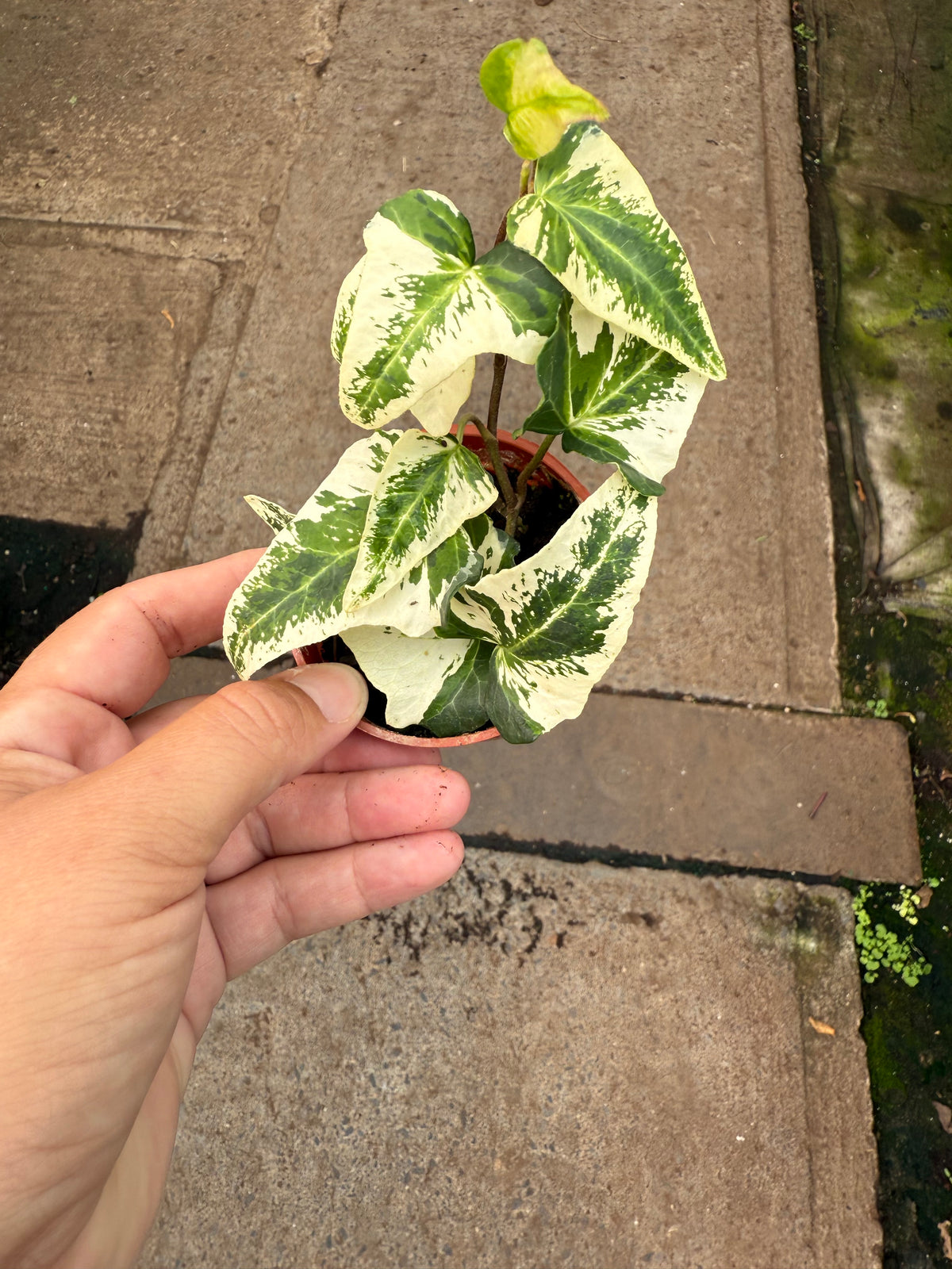 Hedera helix Variegata