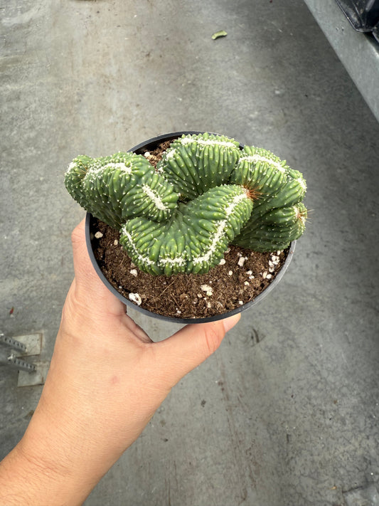 Crested Monstrose Cactus (Spineless)