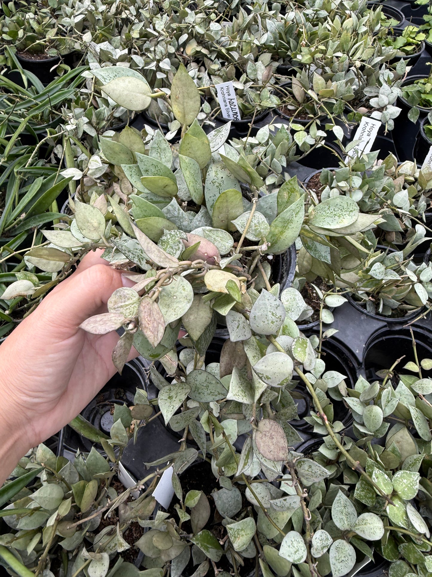 Hoya lacunosa Silver