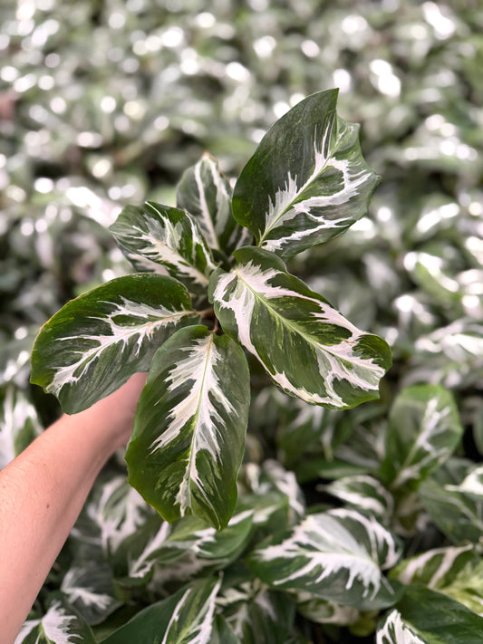 Calathea ‘Stella’