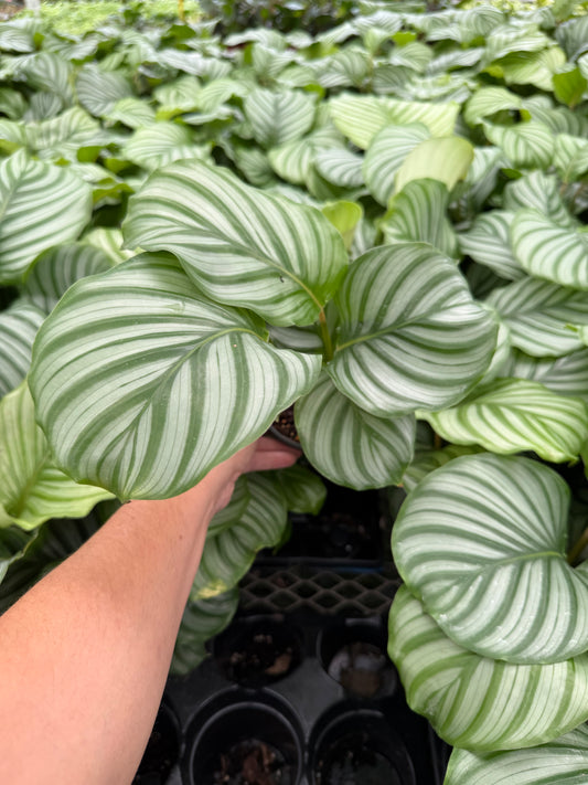 Calathea Orbifolia
