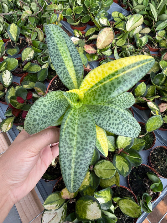 Resnova humifusa ‘Variegata’