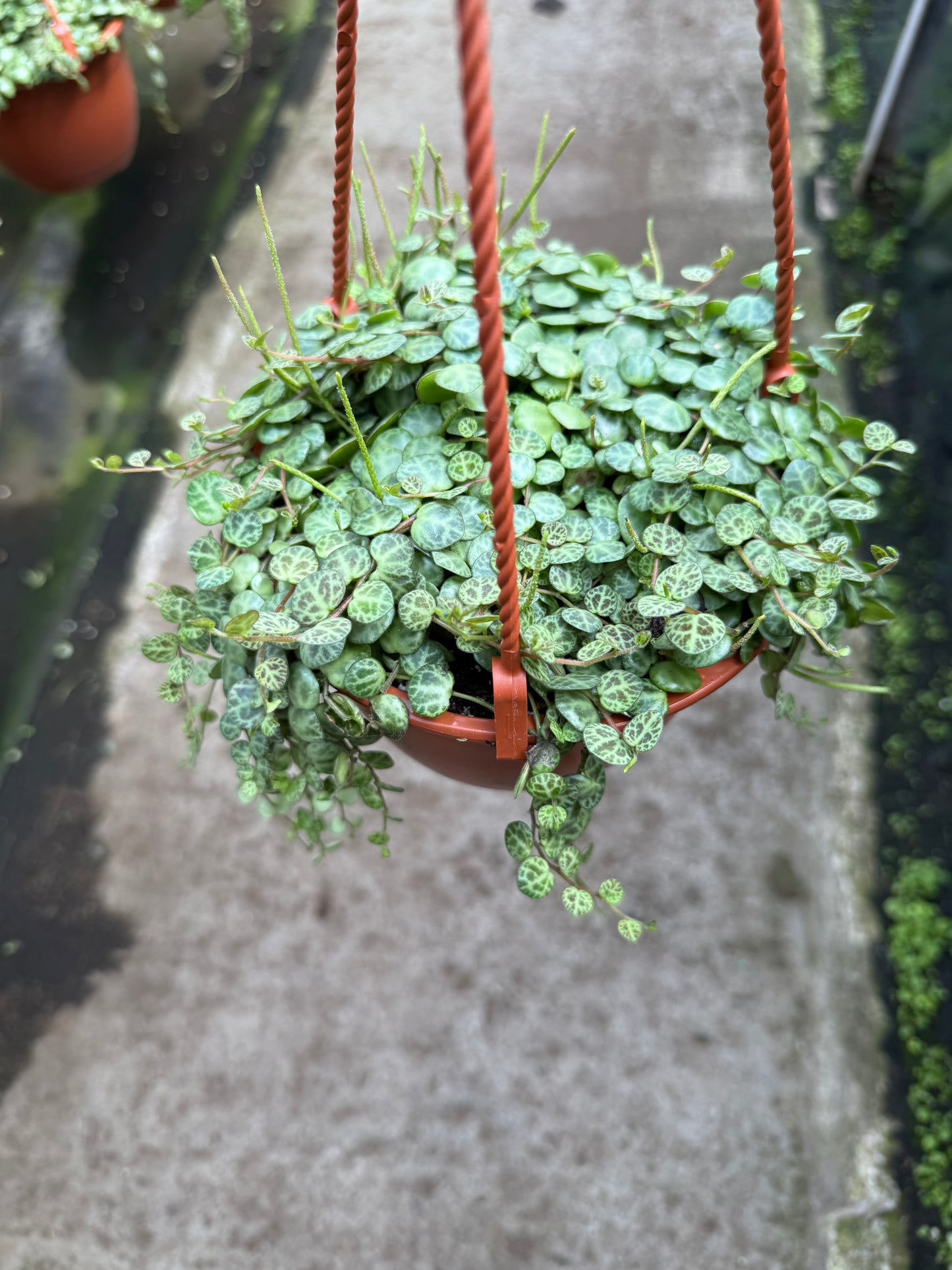 Peperomia Prostrata ‘String of Turtles’