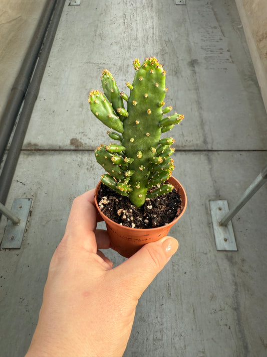 Opuntia Monacantha