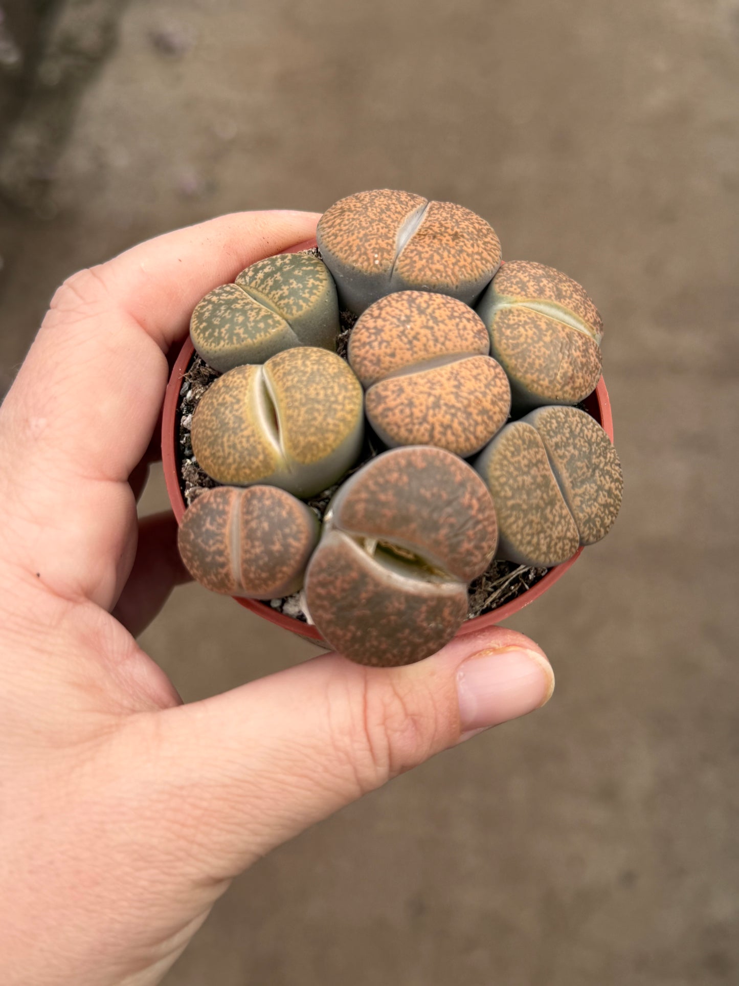 Lithops