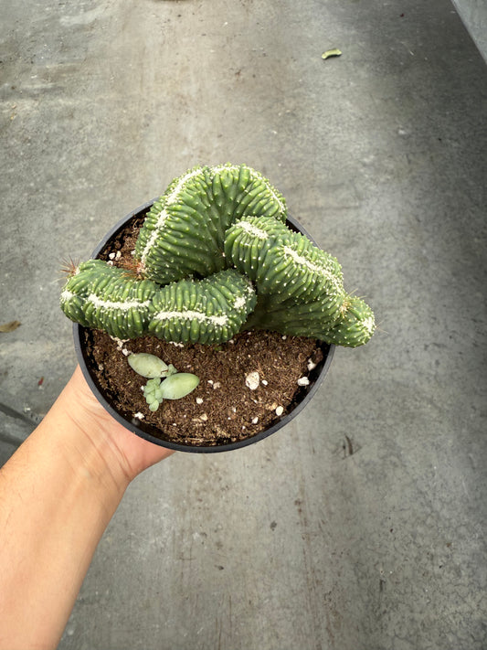 Crested Monstrose Cactus (Spineless)