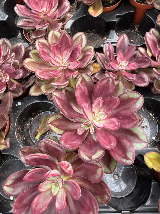 Echeveria odulosa ‘Benitsukasa’