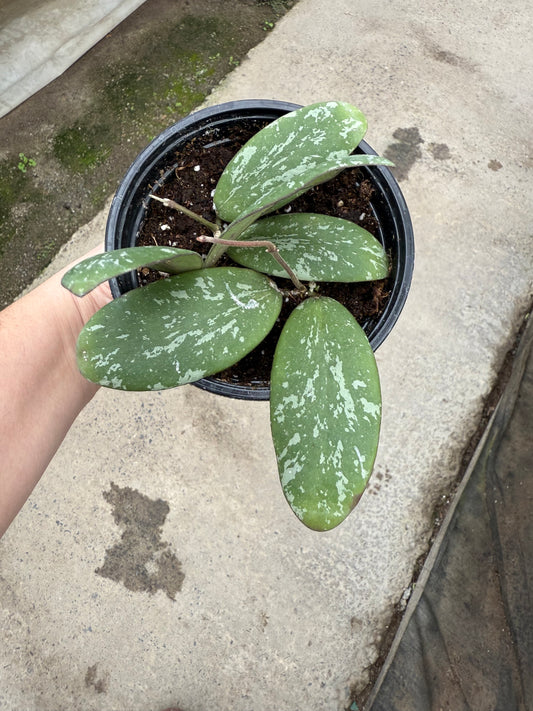 Hoya ‘Sigillatis’