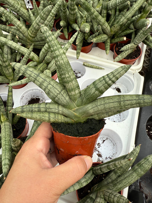 Sansevieria ‘Starfish’