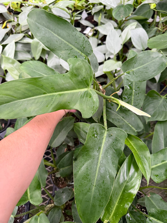 Philodendron ‘Jerry Horne’