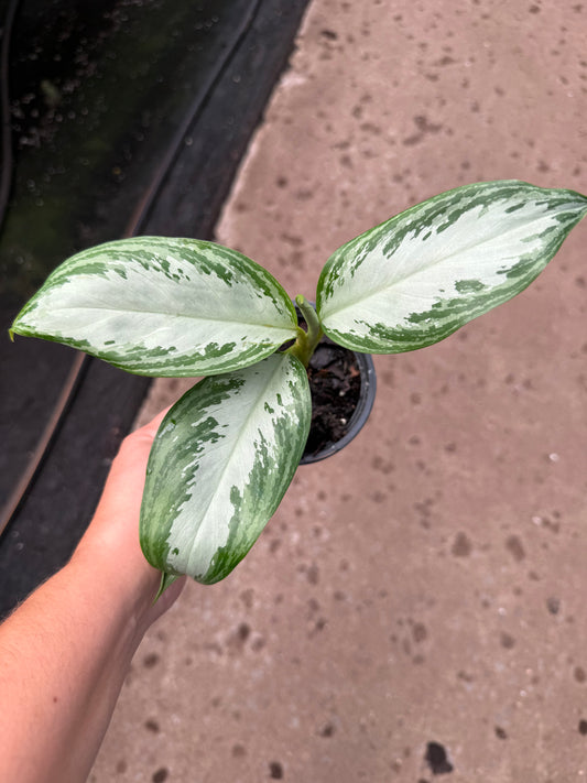 Aglaonema ‘Silver Bay’