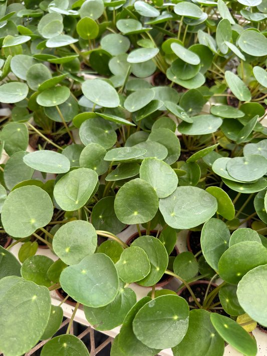 Pilea Peperomioides