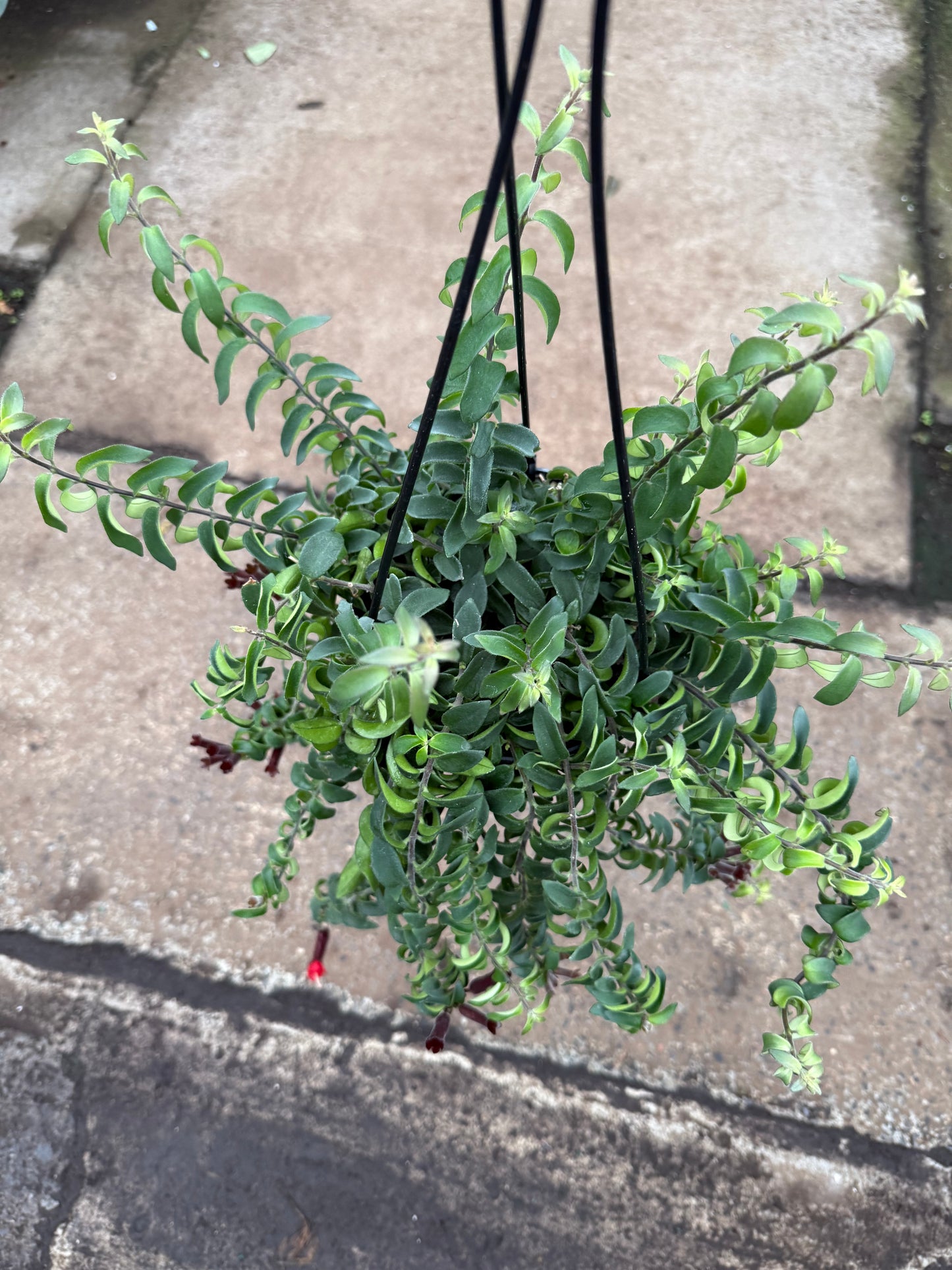 Columnea Twister