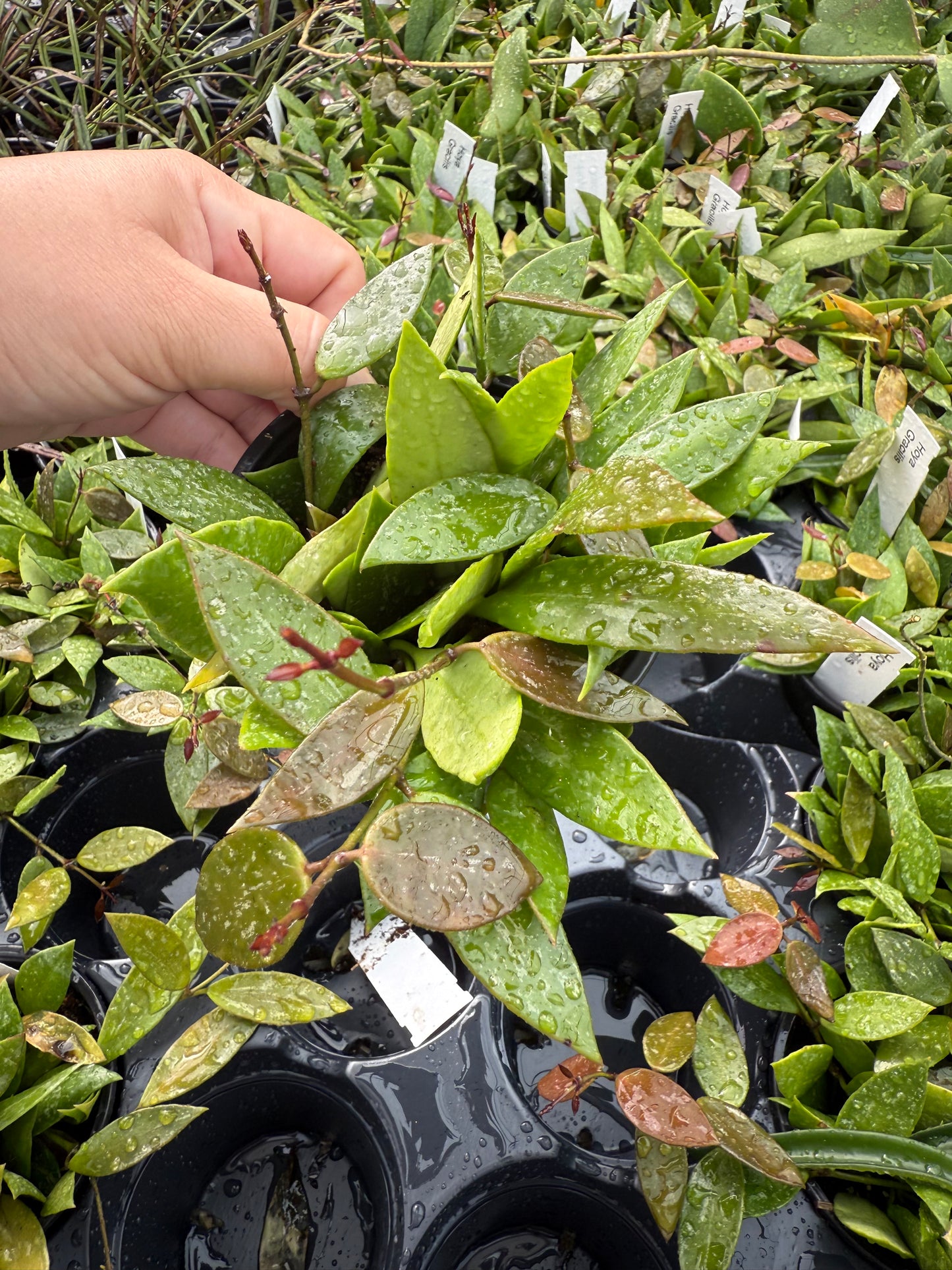 Hoya ‘Gracilis’