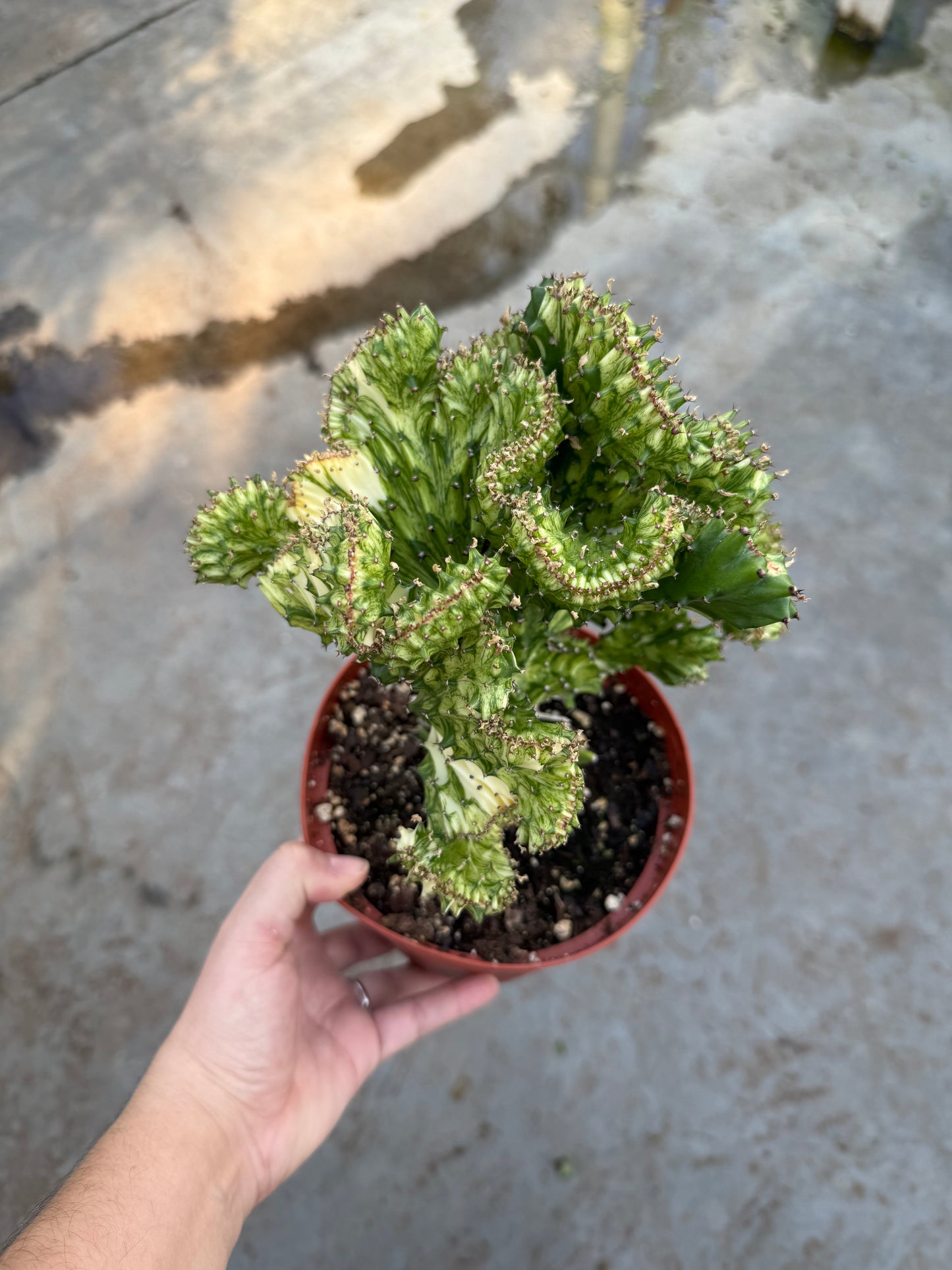 Euphorbe 'Jaune corail'