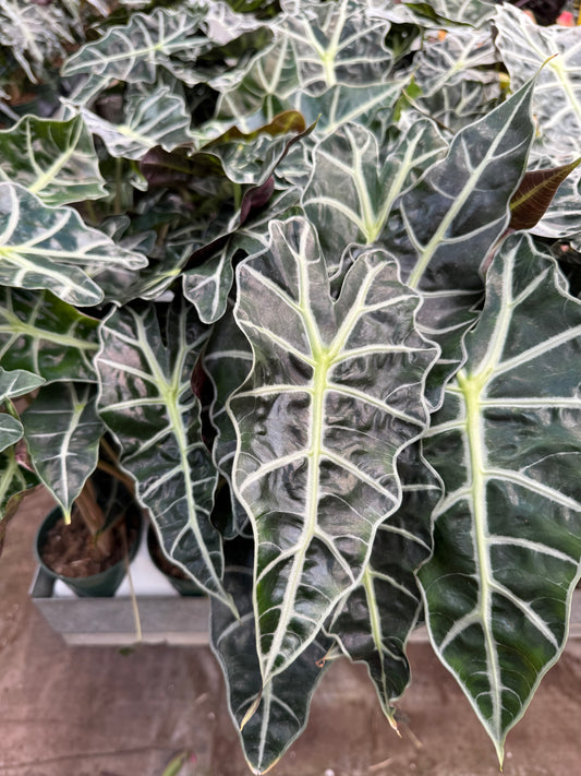 Alocasia Amazonica ‘Polly’