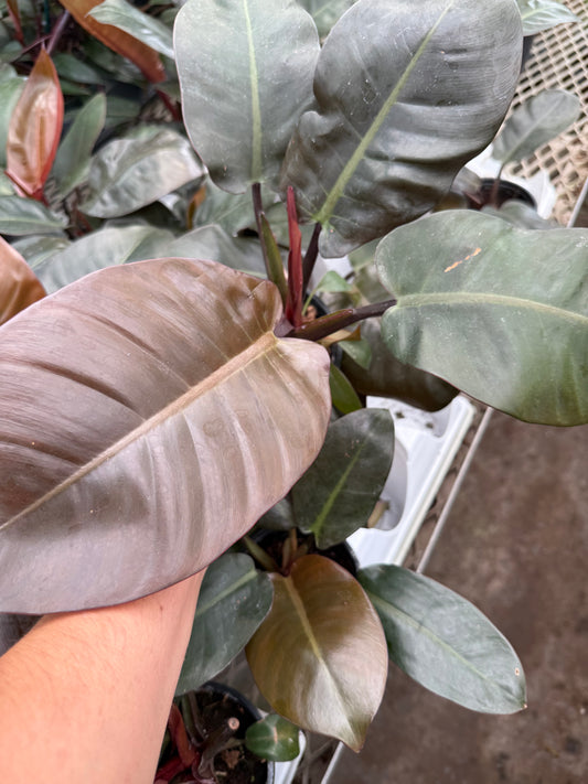 Philodendron ‘Black Cardinal’