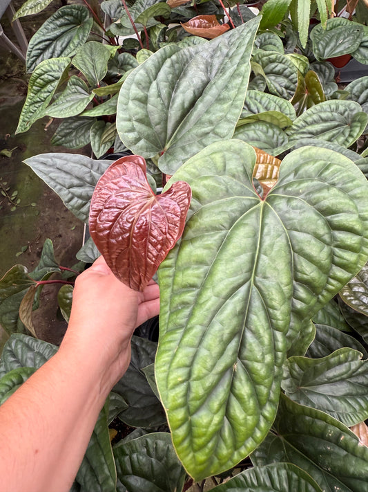 Anthurium radicans × luxurians
