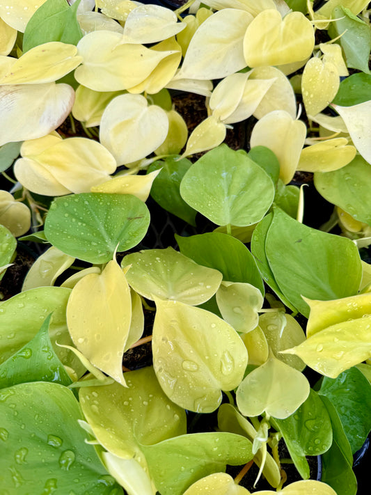 Philodendron Lemon Lime