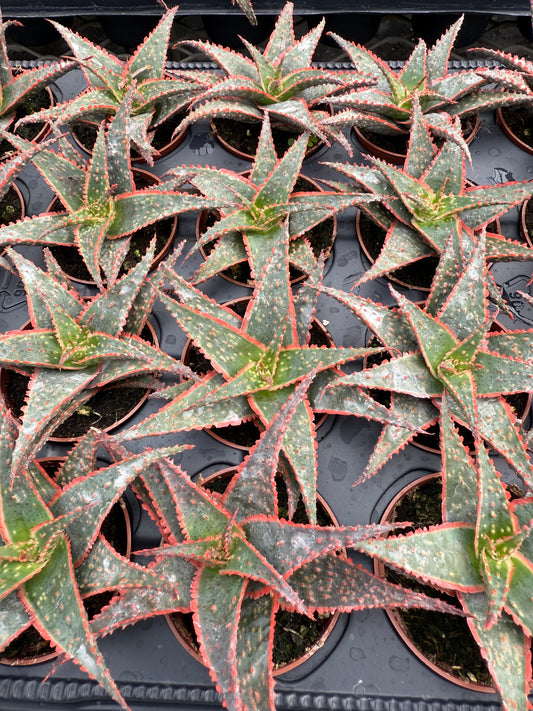 Aloe ‘Christmas Carol’
