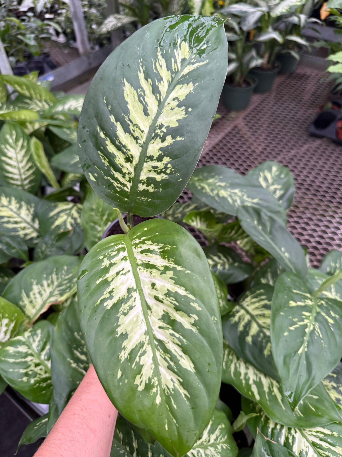 Dieffenbachia ‘Tropic Snow’