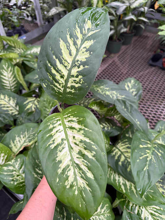 Dieffenbachia ‘Tropic Snow’