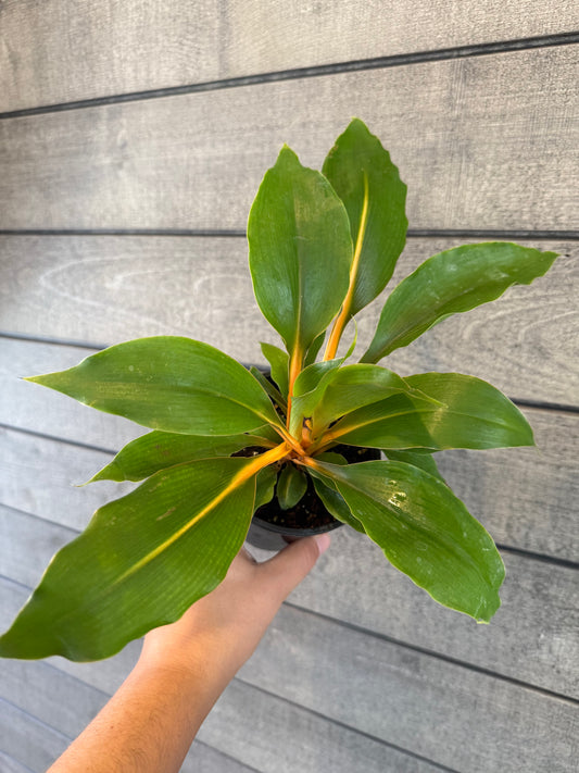 Chlorophytum Mandarin