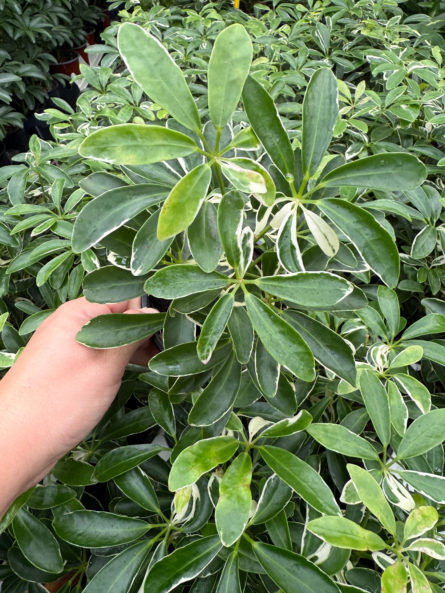 Schefflera ‘Moon Drop’