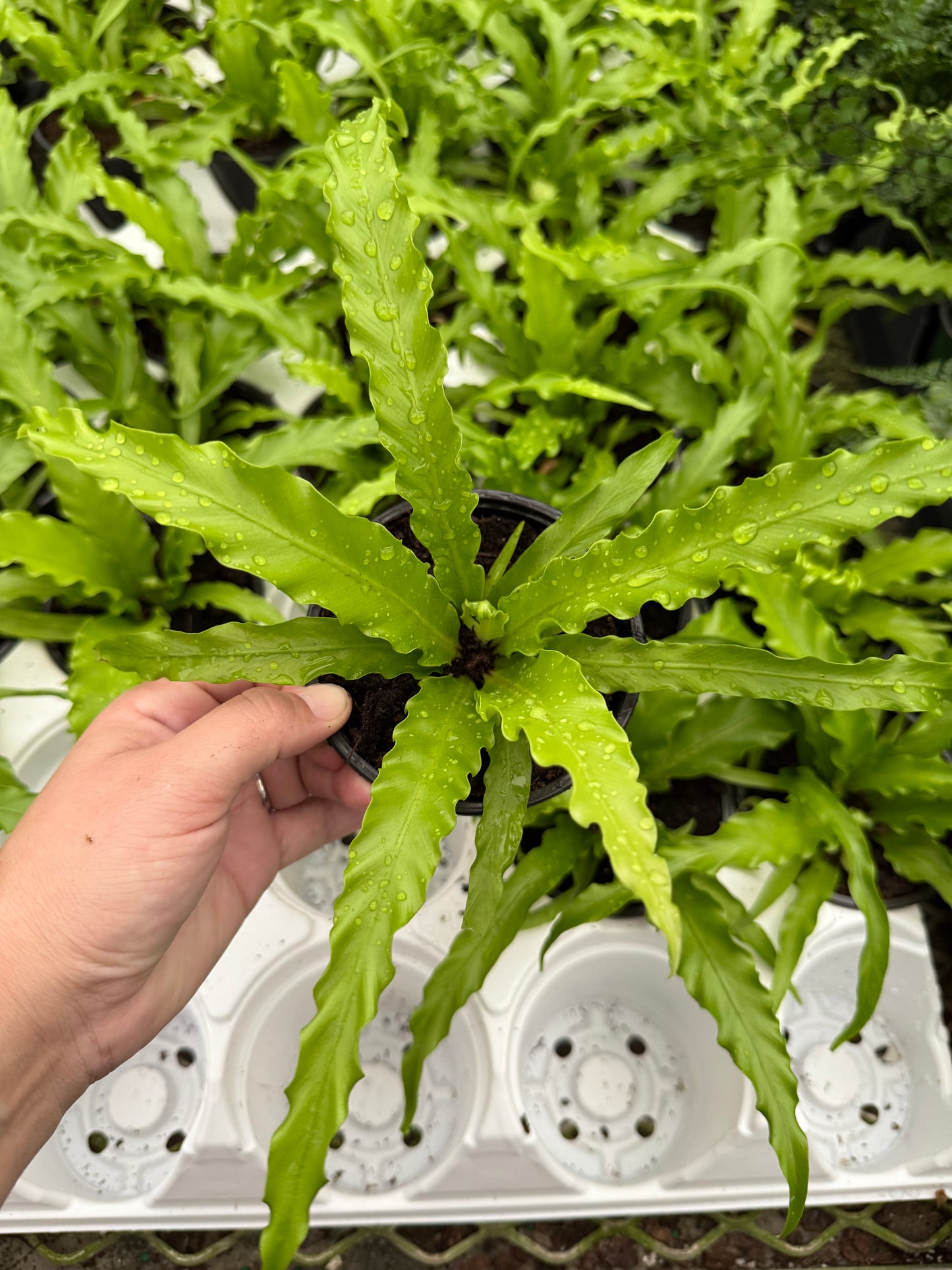 Curly Wave Fern