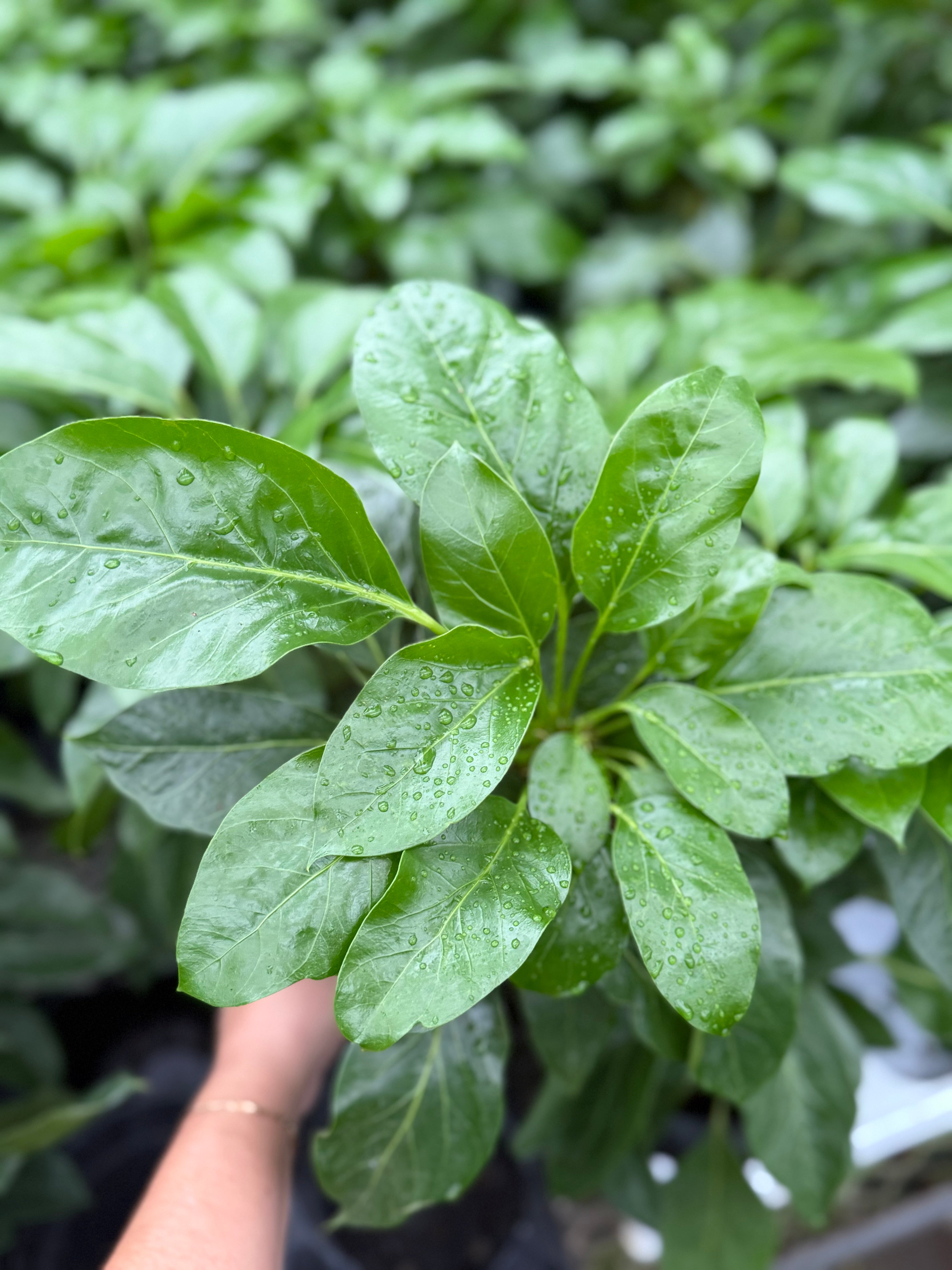 Schefflera Alpine Jr - Compact Umbrella Plant | Plante Parapluie | La ...
