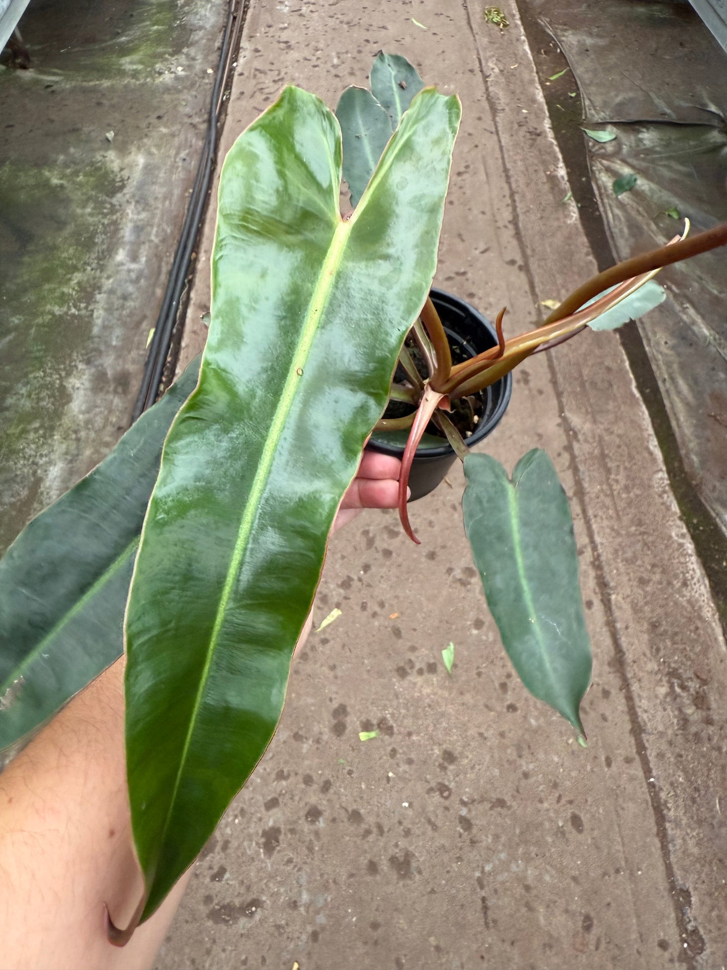 Philodendron Billietiae ‘Black’