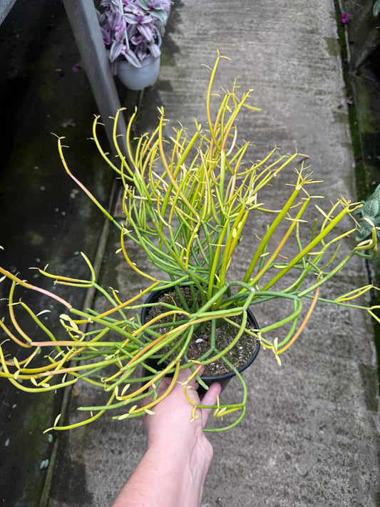 Euphorbia “Pencil Cactus”