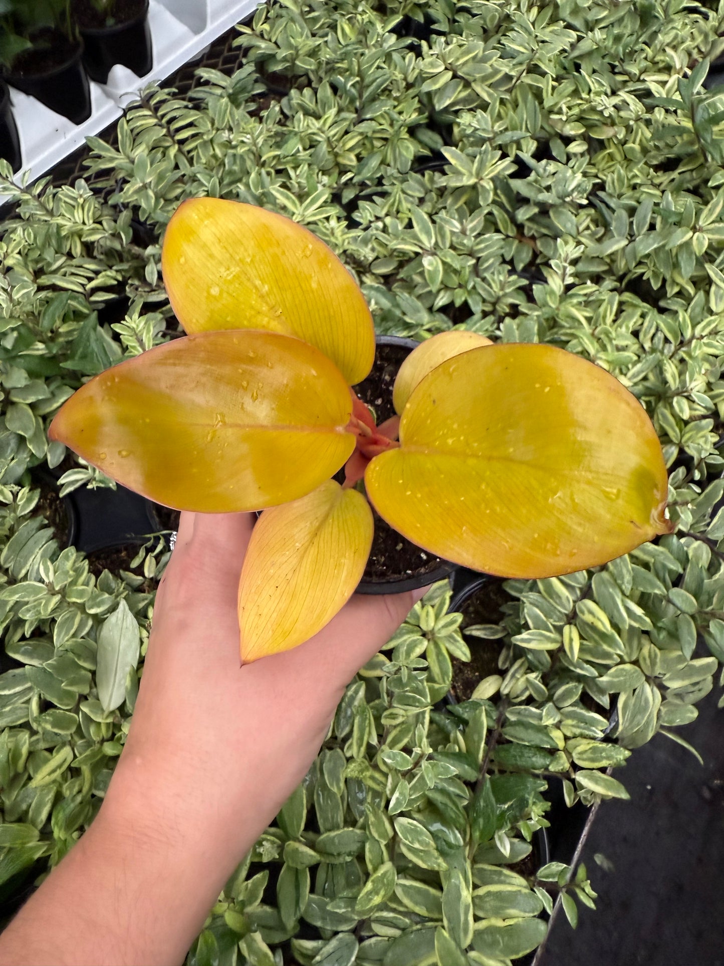 Philodendron ´Mars’