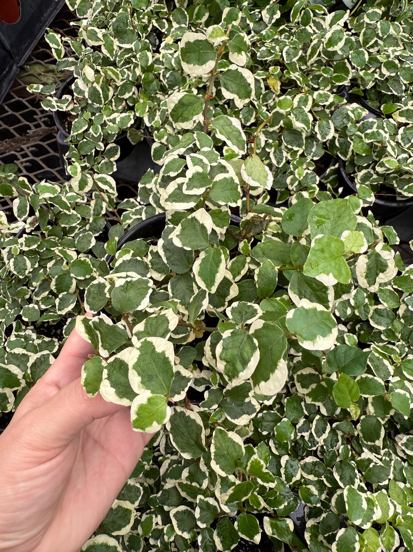 Ficus pumila ‘Variegata’