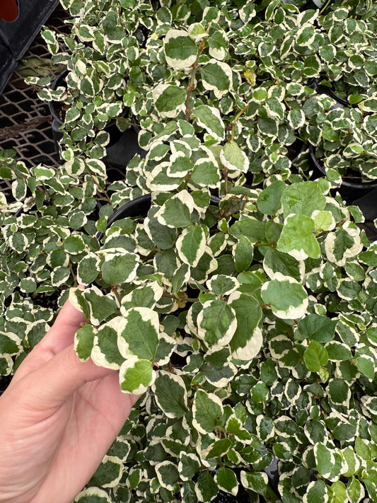 Ficus pumila 'Variegata'