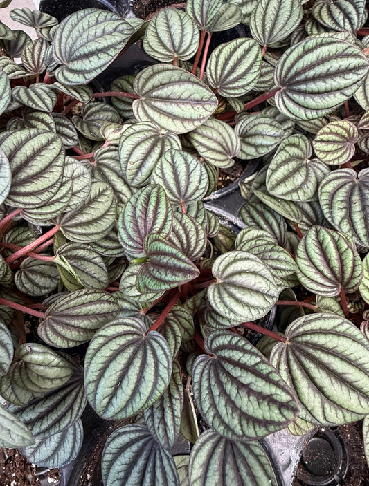 Peperomia “Piccolo Banda”
