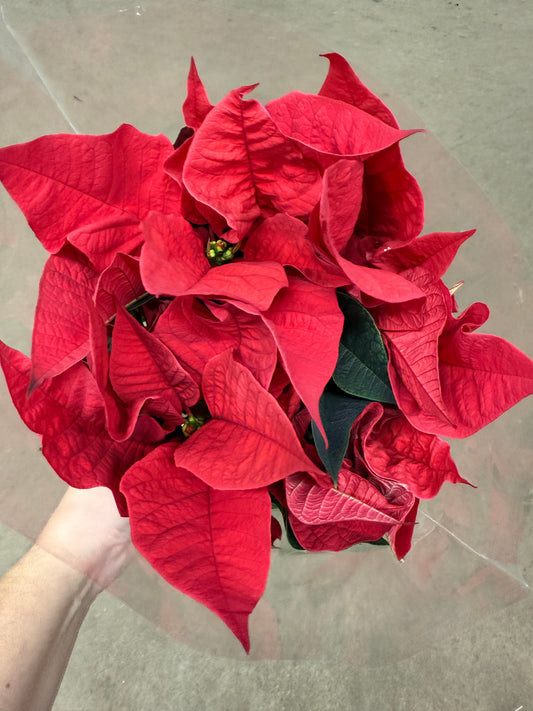 Poinsettia Rouge