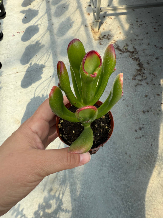 Crassula Ovata ‘Hobbit Tricolor’