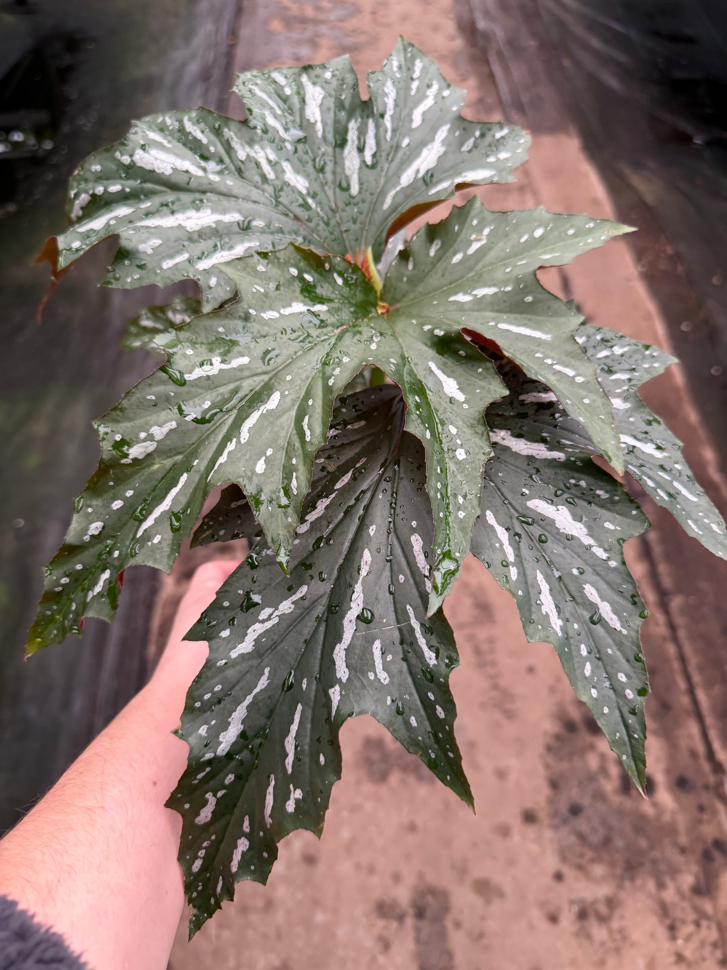 Begonia ‘Lana’