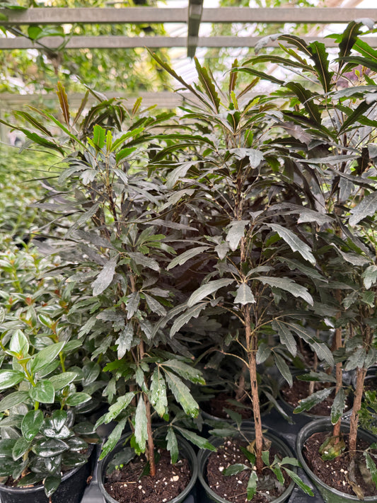 Aralia Elegantissima