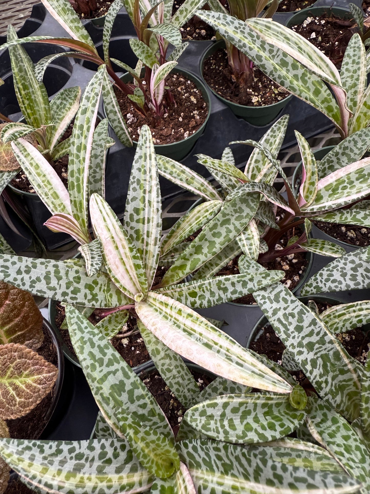 Scilla violacea – Ledebouria socialis