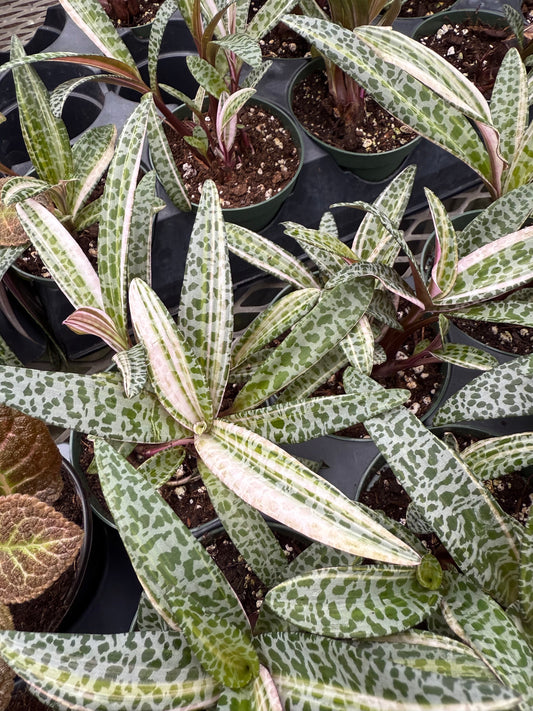 Scilla violacea – Ledebouria socialis