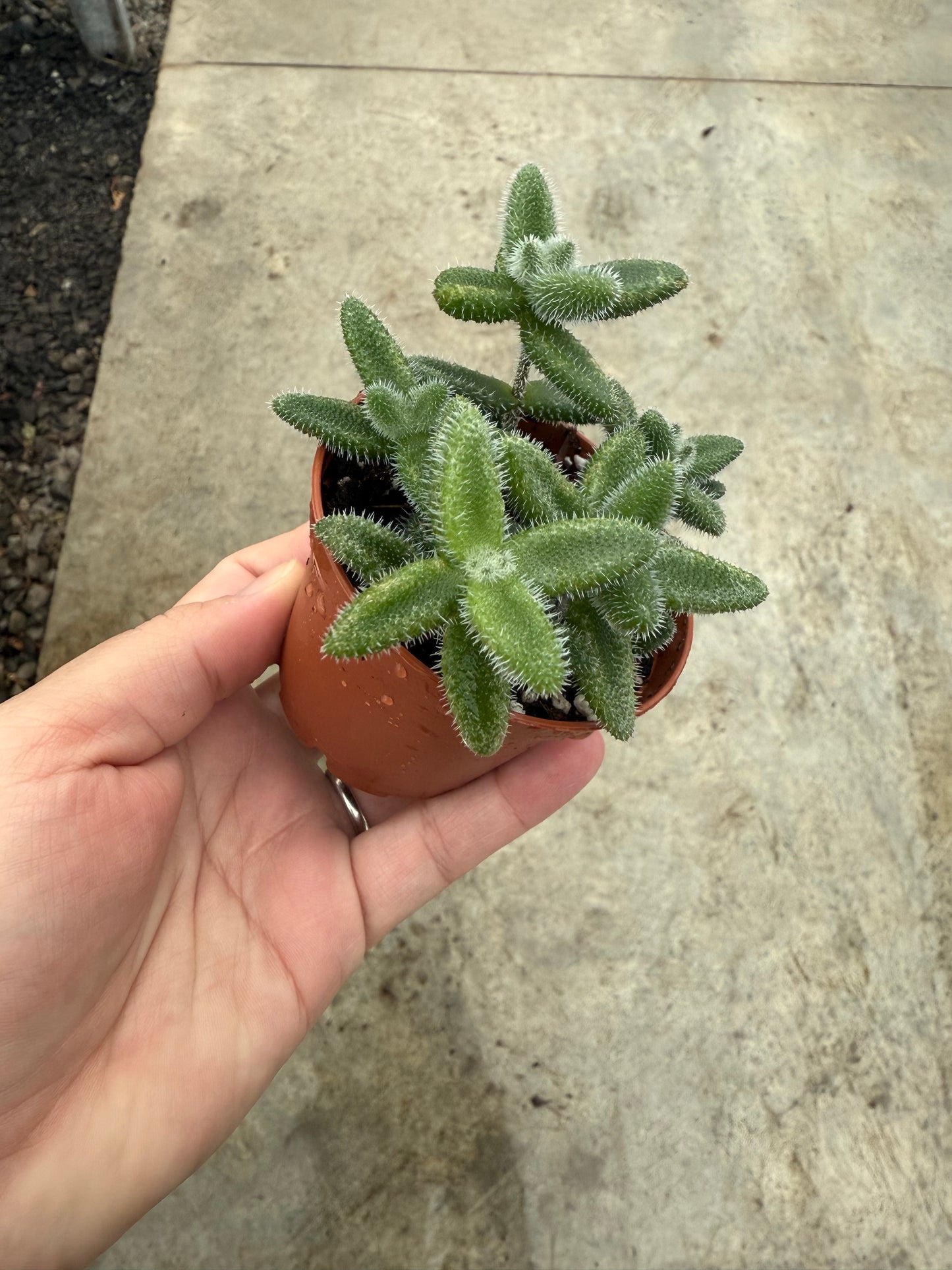 Delosperma Echinatum 'Plante à cornichons'