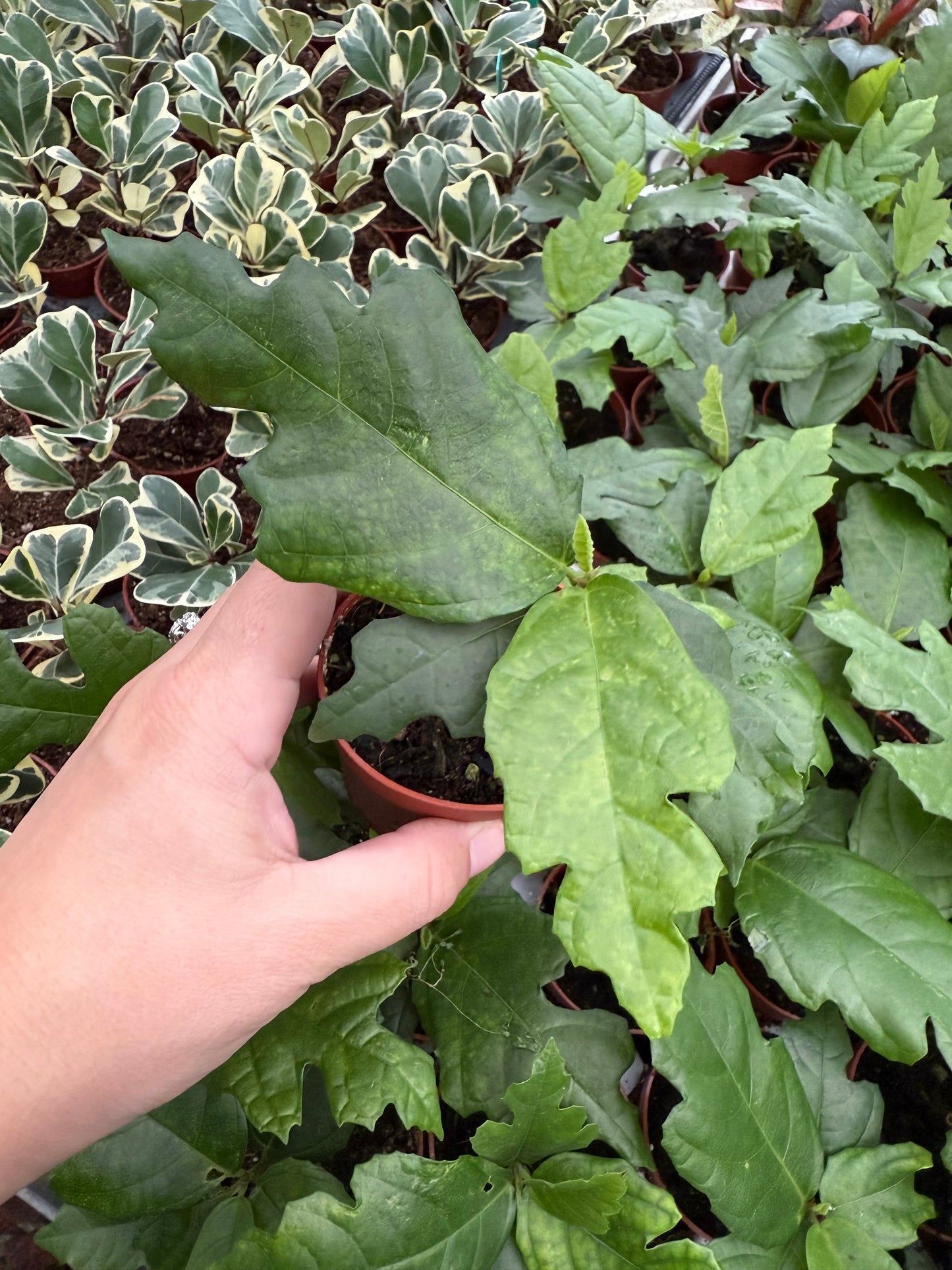 Ficus montana Oak Leaf